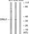 Olfactory Receptor Family 6 Subfamily J Member 1 (Gene/Pseudogene) antibody, A18808, Boster Biological Technology, Western Blot image 