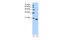 Phosphatidylethanolamine Binding Protein 1 antibody, 30-381, ProSci, Western Blot image 