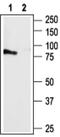 Pyrimidinergic Receptor P2Y4 antibody, PA5-77667, Invitrogen Antibodies, Western Blot image 