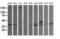 Mitogen-Activated Protein Kinase Kinase 3 antibody, LS-C174544, Lifespan Biosciences, Western Blot image 