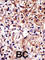 Cell Cycle Associated Protein 1 antibody, abx031601, Abbexa, Western Blot image 