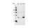 Cyclin Dependent Kinase Inhibitor 2C antibody, 2896T, Cell Signaling Technology, Western Blot image 