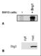 SWI/SNF Related, Matrix Associated, Actin Dependent Regulator Of Chromatin, Subfamily A, Member 4 antibody, MA1-10062, Invitrogen Antibodies, Western Blot image 