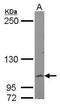 Collagen Type VI Alpha 1 Chain antibody, PA5-29068, Invitrogen Antibodies, Western Blot image 