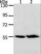 Acyl-CoA Thioesterase 2 antibody, LS-C400445, Lifespan Biosciences, Western Blot image 