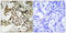 Eukaryotic Translation Initiation Factor 2 Alpha Kinase 2 antibody, LS-C199468, Lifespan Biosciences, Immunohistochemistry frozen image 