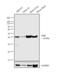 Pyruvate Dehydrogenase E1 Alpha 1 Subunit antibody, MA5-14805, Invitrogen Antibodies, Western Blot image 