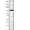 THO complex subunit 5 homolog antibody, abx218970, Abbexa, Western Blot image 