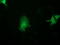 Activating Signal Cointegrator 1 Complex Subunit 2 antibody, LS-C785933, Lifespan Biosciences, Immunofluorescence image 