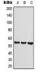 C-type lectin domain family 14 member A antibody, LS-C353649, Lifespan Biosciences, Western Blot image 