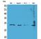 Fibroblast Growth Factor 6 antibody, A07685, Boster Biological Technology, Western Blot image 