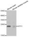 Activating Transcription Factor 3 antibody, abx001531, Abbexa, Western Blot image 