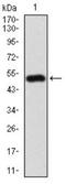 Amyloid Beta Precursor Protein Binding Family B Member 1 Interacting Protein antibody, NBP2-52417, Novus Biologicals, Western Blot image 