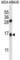 Granulysin antibody, abx027191, Abbexa, Western Blot image 