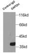 GAPDH antibody, FNab03343, FineTest, Immunoprecipitation image 
