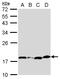 BCL2 Like 1 antibody, GTX124266, GeneTex, Western Blot image 