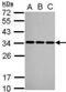 Q62189 antibody, NBP2-53095, Novus Biologicals, Western Blot image 