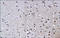 High Mobility Group Box 1 antibody, 250508, Abbiotec, Immunohistochemistry paraffin image 