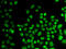Heterogeneous Nuclear Ribonucleoprotein D antibody, 18-333, ProSci, Immunofluorescence image 