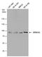 Semaphorin 3A antibody, PA5-78317, Invitrogen Antibodies, Western Blot image 