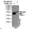 Flap Structure-Specific Endonuclease 1 antibody, LS-C812966, Lifespan Biosciences, Immunoprecipitation image 