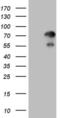 Zinc Finger Protein 394 antibody, MA5-27073, Invitrogen Antibodies, Western Blot image 