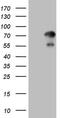 Zinc Finger Protein 394 antibody, MA5-27073, Invitrogen Antibodies, Western Blot image 