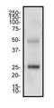 CD4 antibody, TA336281, Origene, Western Blot image 