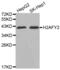 H2A Histone Family Member Y2 antibody, abx002481, Abbexa, Western Blot image 