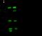 90 kDa ribosomal protein S6 kinase 1 antibody, 101745-T36, Sino Biological, Western Blot image 