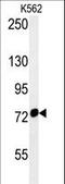 Heat Shock Protein Family A (Hsp70) Member 9 antibody, LS-C165068, Lifespan Biosciences, Western Blot image 