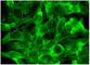 TNF-a antibody, sc-133192, Santa Cruz Biotechnology, Immunofluorescence image 