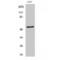 TADA2A antibody, LS-C386293, Lifespan Biosciences, Western Blot image 