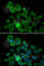 Hyaluronan Mediated Motility Receptor antibody, A2540, ABclonal Technology, Immunofluorescence image 