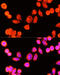 Glutathione S-Transferase Kappa 1 antibody, 19-545, ProSci, Immunofluorescence image 