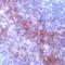 Syndecan 1 antibody, PA1-37379, Invitrogen Antibodies, Immunohistochemistry frozen image 