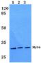 Myogenic Factor 6 antibody, A06455, Boster Biological Technology, Western Blot image 