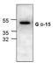 G Protein Subunit Alpha 15 antibody, GTX59735, GeneTex, Western Blot image 