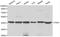 Flap Structure-Specific Endonuclease 1 antibody, LS-C192431, Lifespan Biosciences, Western Blot image 