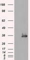 Serine racemase antibody, CF500941, Origene, Western Blot image 