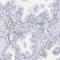 Sperm Acrosome Associated 3 antibody, NBP1-89136, Novus Biologicals, Immunohistochemistry frozen image 