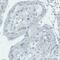 Tetraspanin 7 antibody, NBP2-52895, Novus Biologicals, Immunohistochemistry paraffin image 