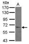 Activating signal cointegrator 1 antibody, GTX119681, GeneTex, Western Blot image 