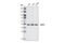 3 -5 exoribonuclease 1 antibody, 4052S, Cell Signaling Technology, Western Blot image 