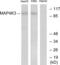 Mitogen-Activated Protein Kinase Kinase Kinase Kinase 3 antibody, abx013684, Abbexa, Western Blot image 
