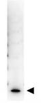 Interleukin 7 antibody, TA319317, Origene, Western Blot image 