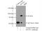 Lysine Acetyltransferase 7 antibody, 13751-1-AP, Proteintech Group, Immunoprecipitation image 