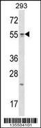 Tetratricopeptide Repeat Domain 23 antibody, 58-308, ProSci, Western Blot image 