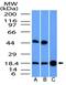 Glia Maturation Factor Gamma antibody, NBP2-31367, Novus Biologicals, Western Blot image 