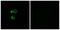 Olfactory Receptor Family 56 Subfamily B Member 4 antibody, PA5-38184, Invitrogen Antibodies, Immunofluorescence image 